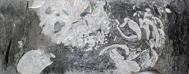 dal vomito alla cacca le tracce meno eleganti dei dinosauri