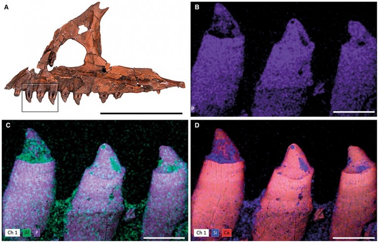 dal vomito alla cacca le tracce meno eleganti dei dinosauri