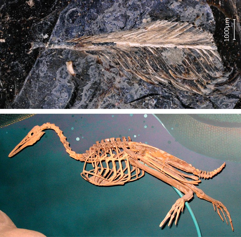 dal vomito alla cacca le tracce meno eleganti dei dinosauri