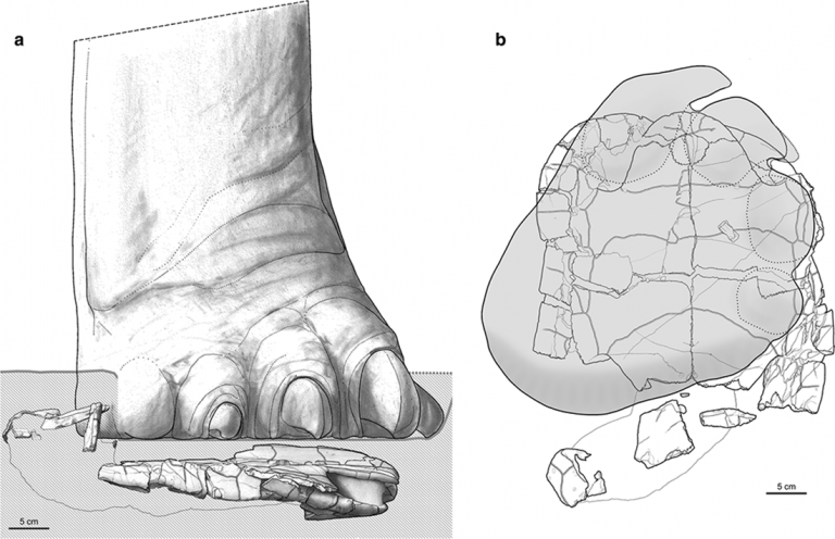quando un dinosauro calpesto una tartaruga una scena di vita di 150 milioni di anni fa