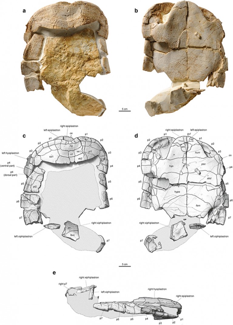 quando un dinosauro calpesto una tartaruga una scena di vita di 150 milioni di anni fa
