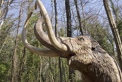 Mostra Dinosauri in Carne e Ossa Roma
